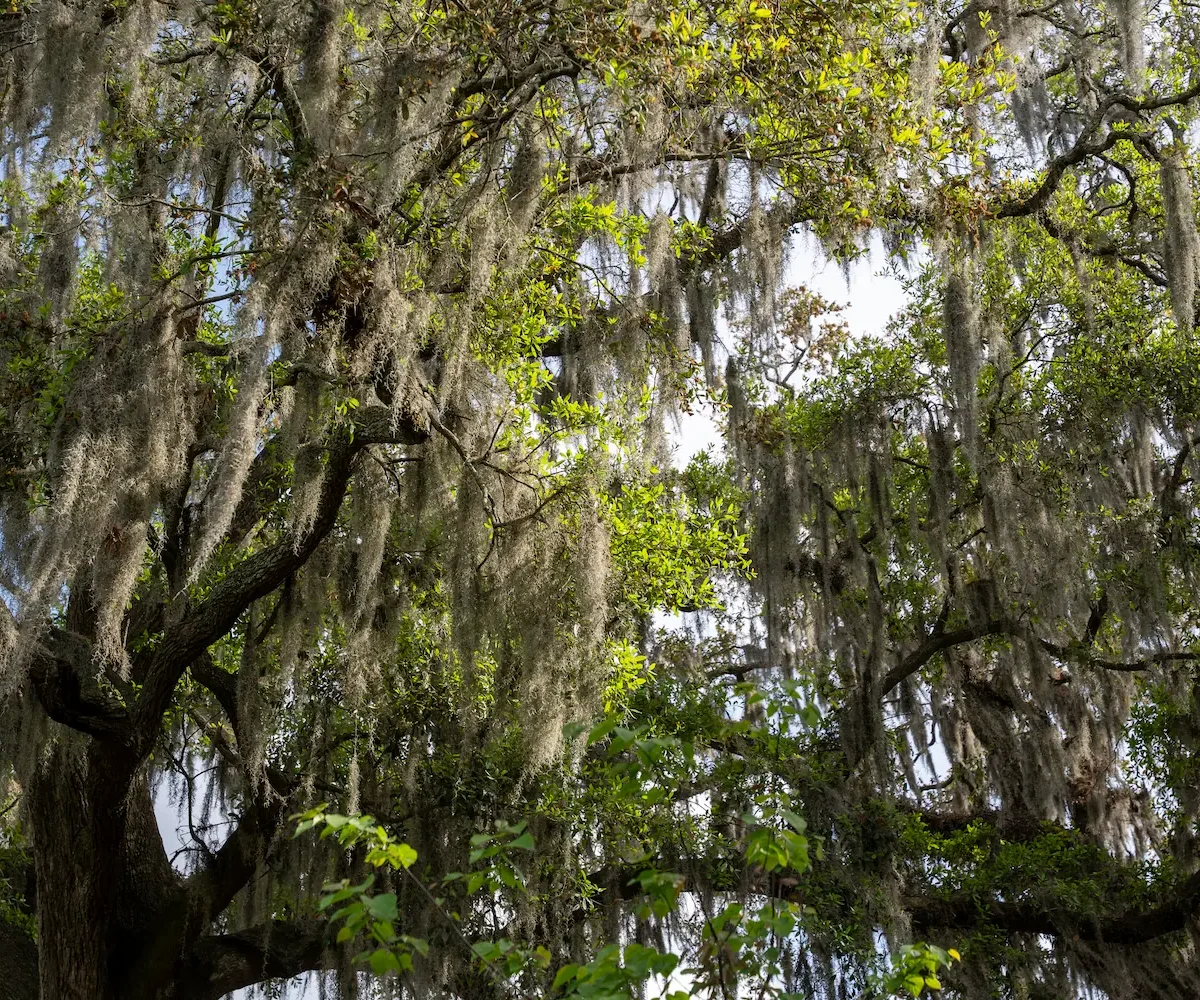 Spanish moss hanging from trees in Savannah Georgia