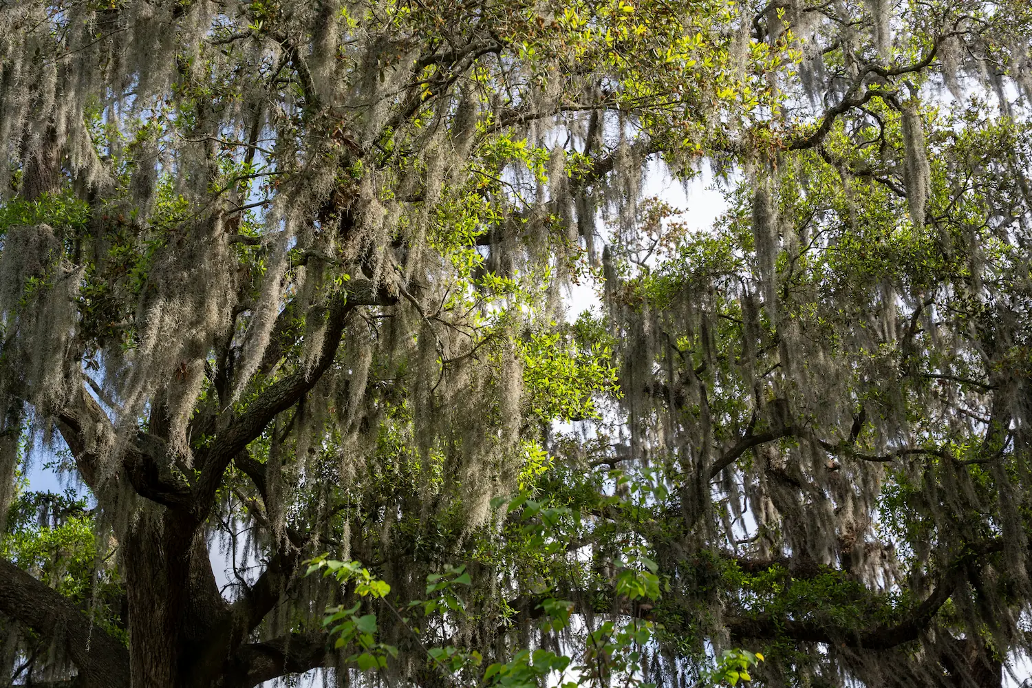 Spanish moss hanging from trees in Savannah Georgia