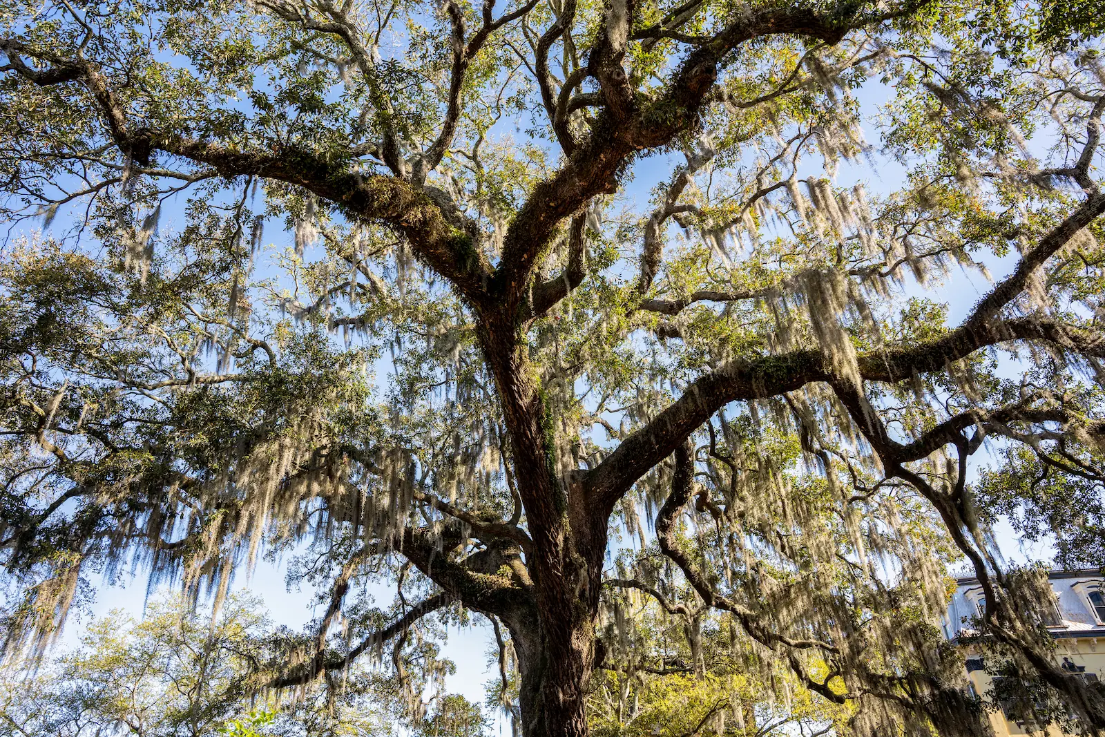 A live oak tree in Savannah, covered in Spanish moss