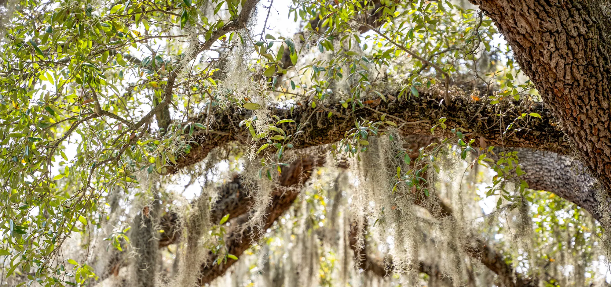 Spanish moss drips from a live oak tree in Savannah